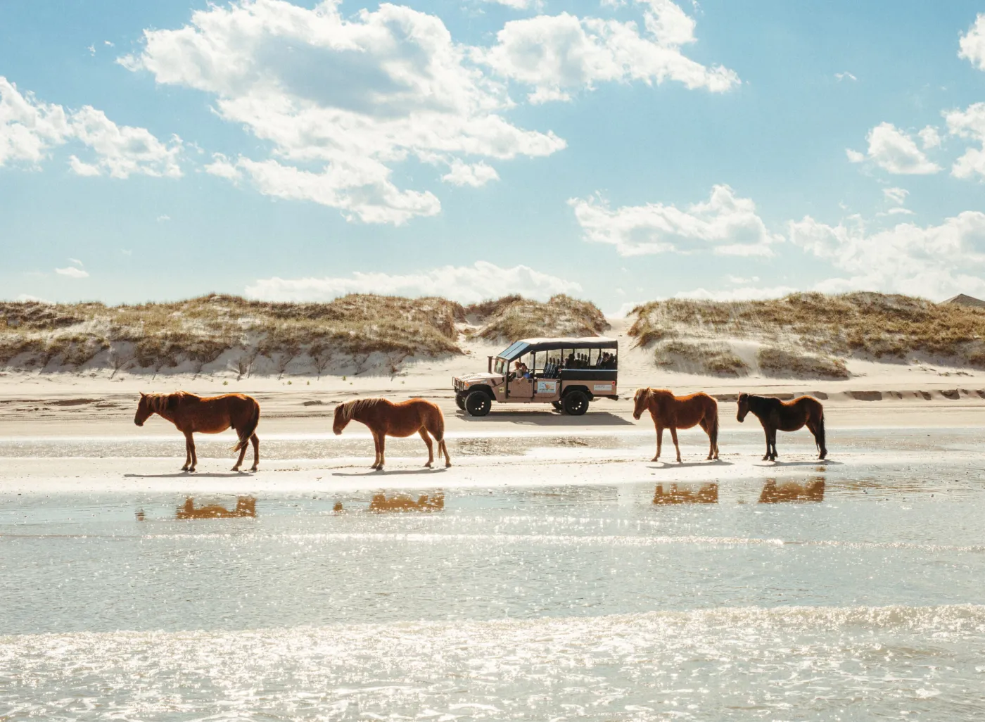 Wild Horse Tours